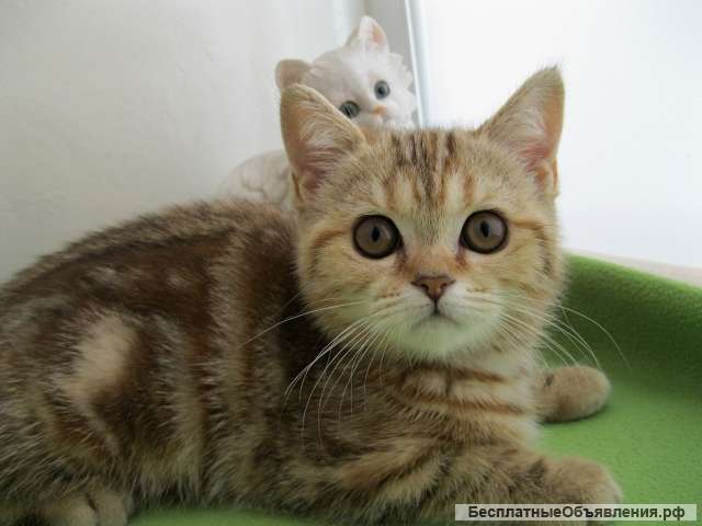 Шотландская девочка