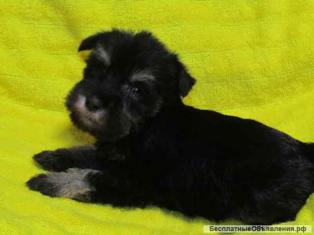 Цвергшнауцер эффектного окраса