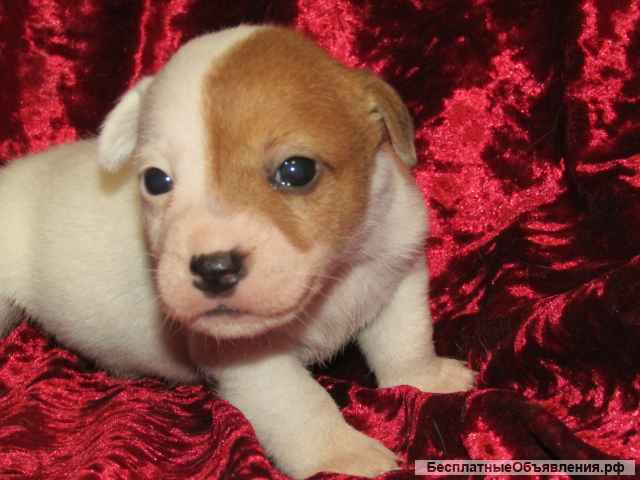 Джек Рассел Терьер озорные щенки