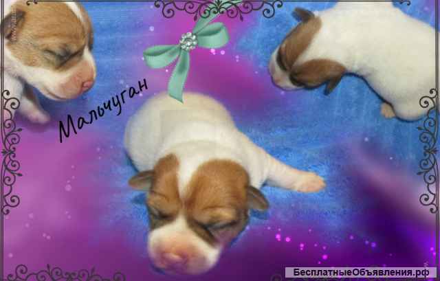 Джек Рассел Терьер озорные щенки