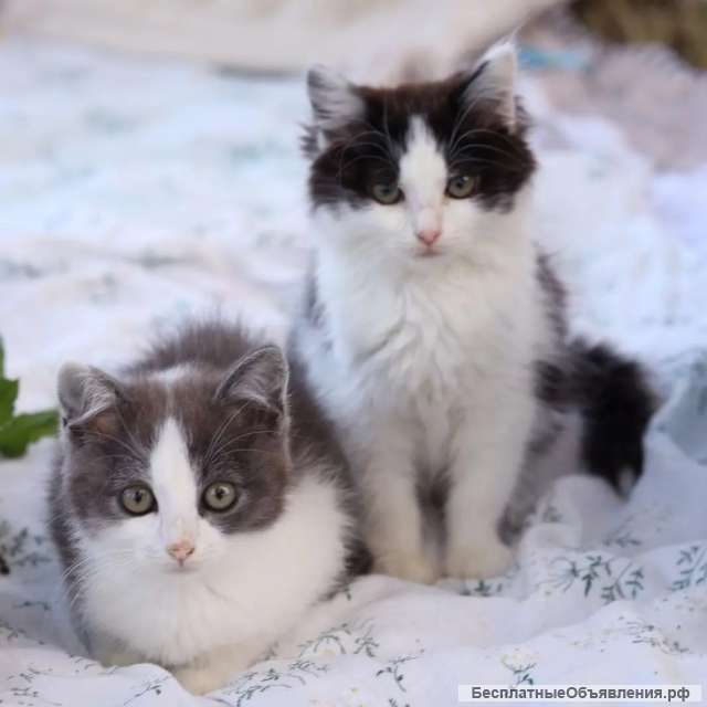 Классные котятки в поисках дома
