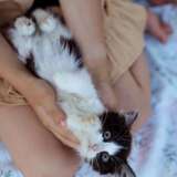 Классные котятки в поисках дома