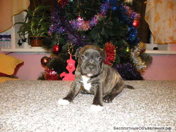 Щеночки стафбуля