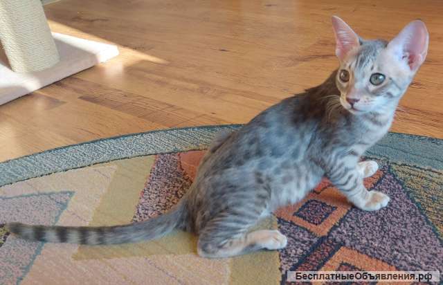 Голубая кошечка, ориентал с бенгалом