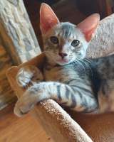 Голубая кошечка, ориентал с бенгалом