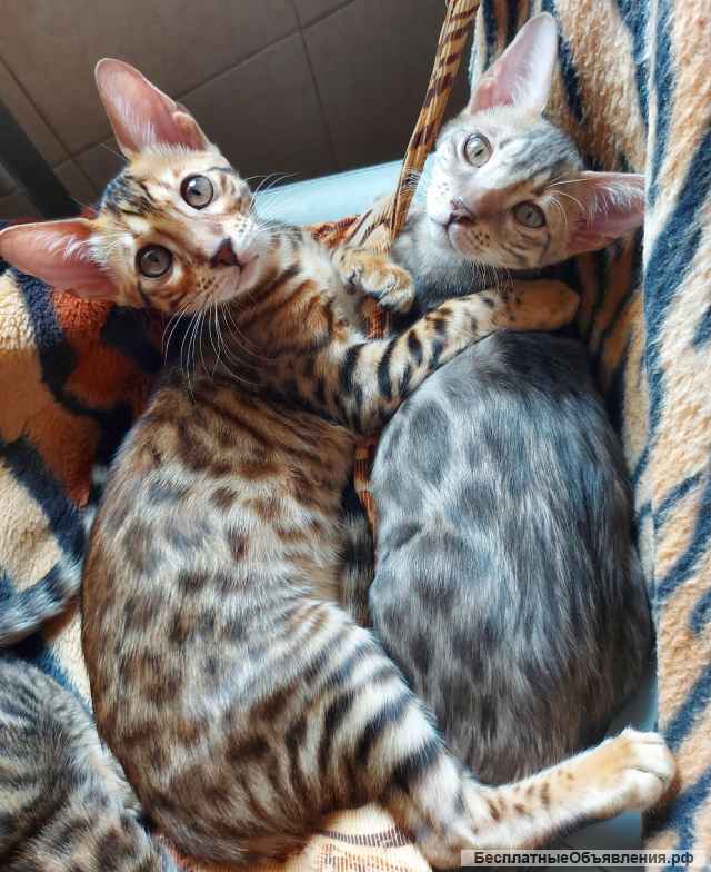 Голубая кошечка, ориентал с бенгалом