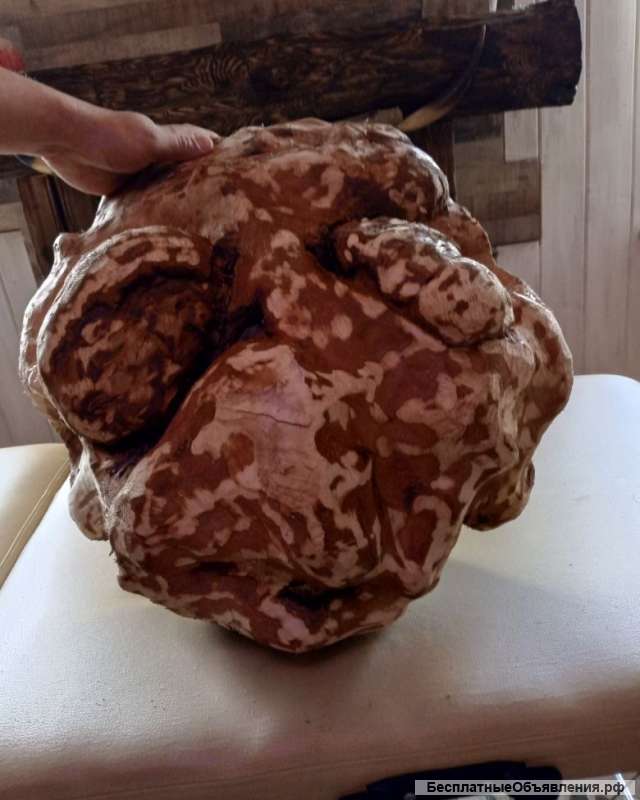 Лик Бога леса Святобора. Кап березовый (сувель)