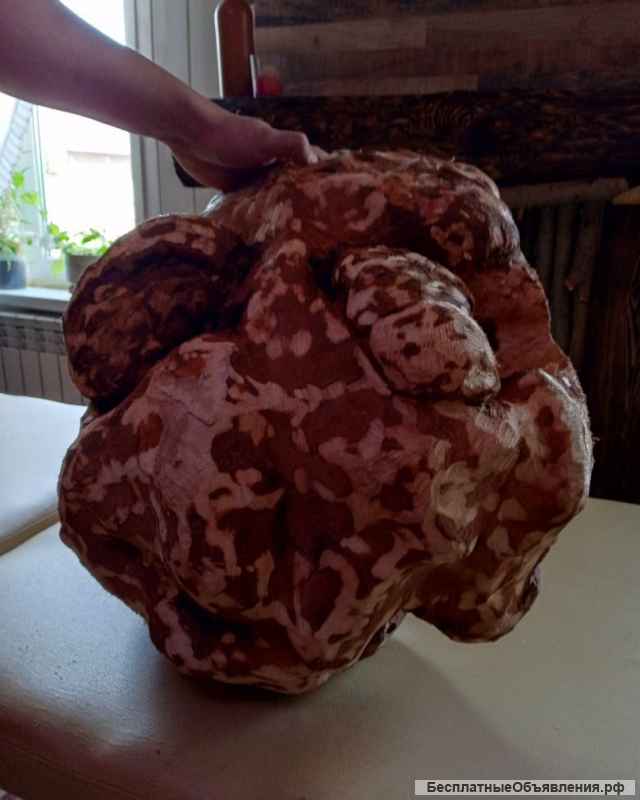 Лик Бога леса Святобора. Кап березовый (сувель)