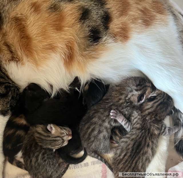 Котята даром