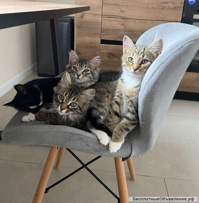 Милейшие котятки в добрые руки