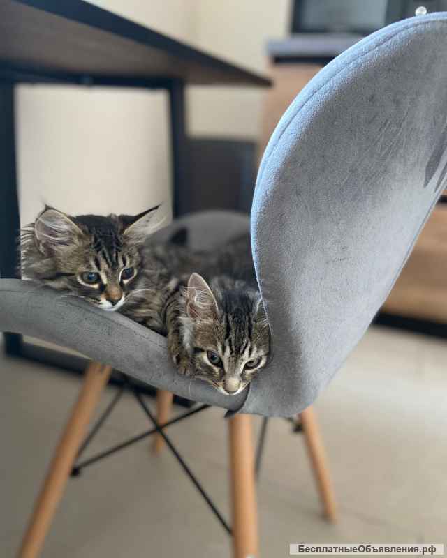 Милейшие котятки в добрые руки