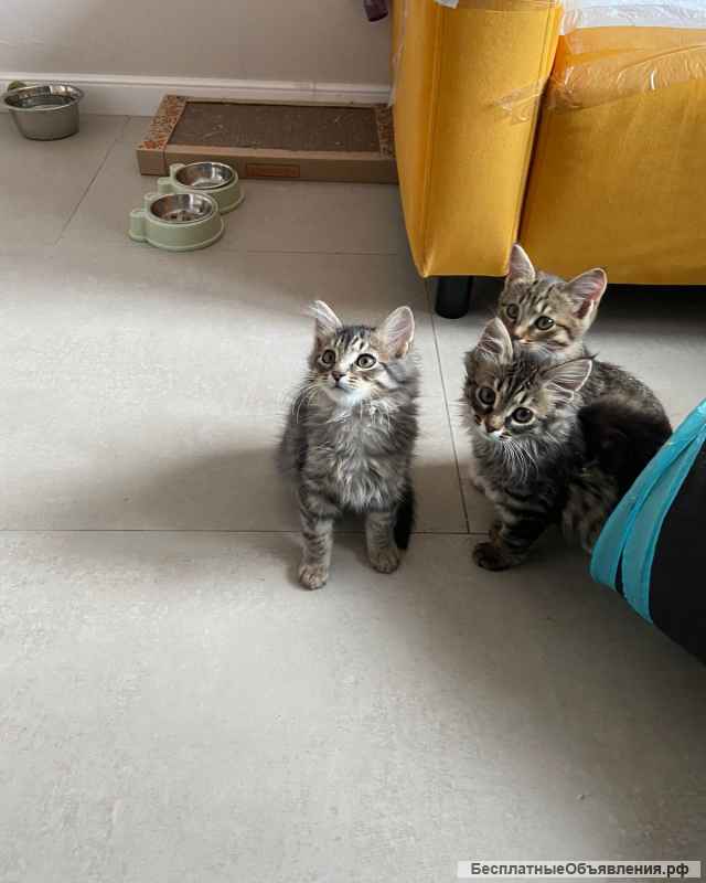 Милейшие котятки в добрые руки