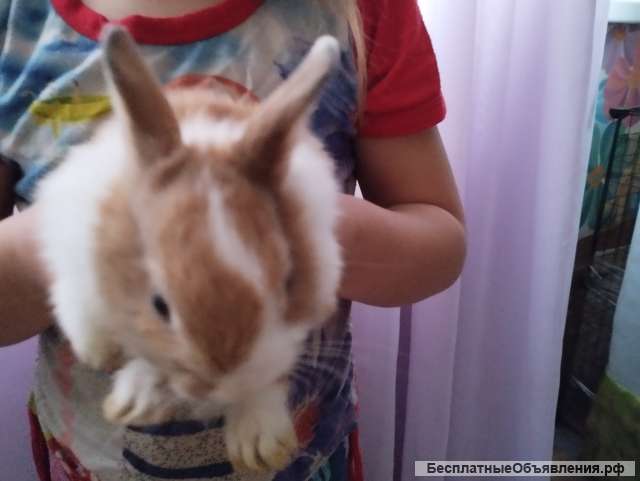 Декоративные кролики