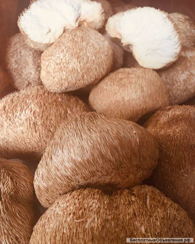 Грибы экзотические-лечебные от производителя