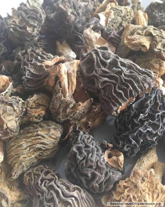 Грибы экзотические-лечебные от производителя