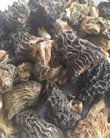 Грибы экзотические-лечебные от производителя