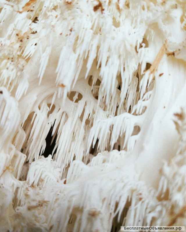 Грибы экзотические-лечебные от производителя