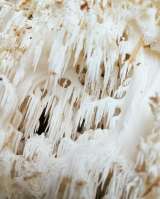 Грибы экзотические-лечебные от производителя