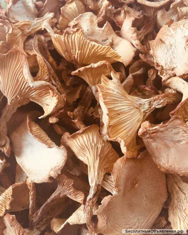 Грибы экзотические-лечебные от производителя