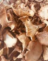 Грибы экзотические-лечебные от производителя