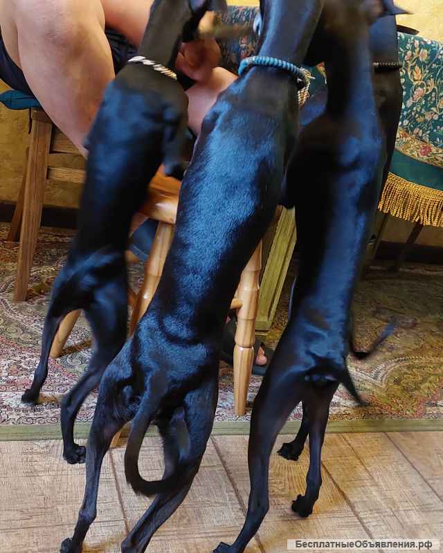 Щенки левретки