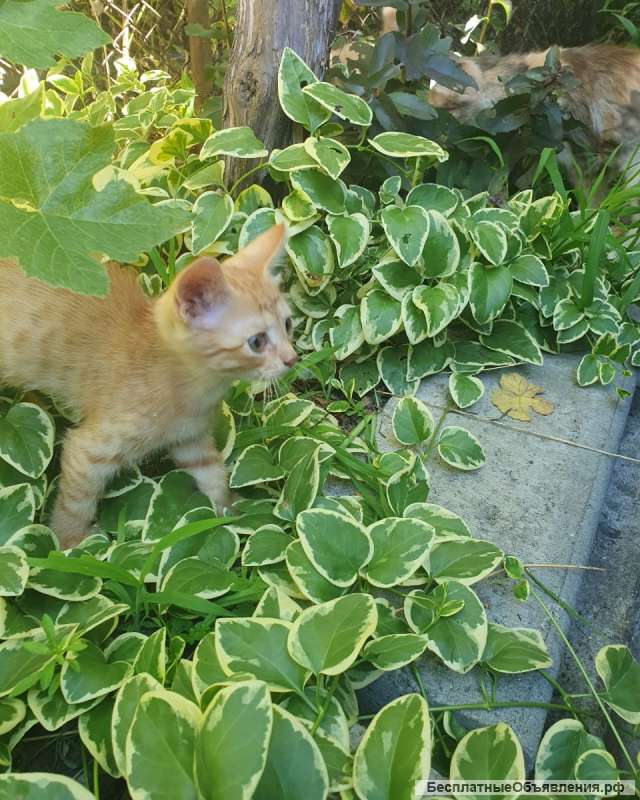 Котенок ищет друга