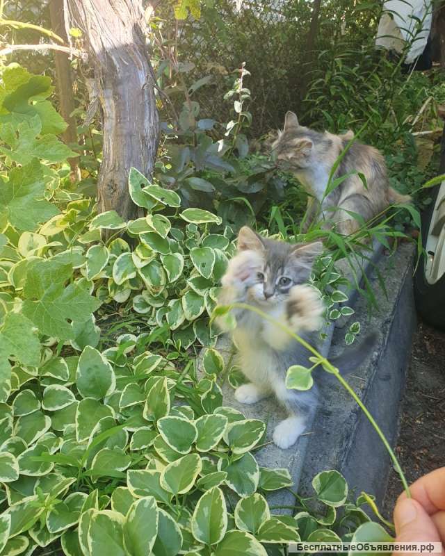 Котенок ищет друга