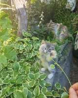 Котенок ищет друга