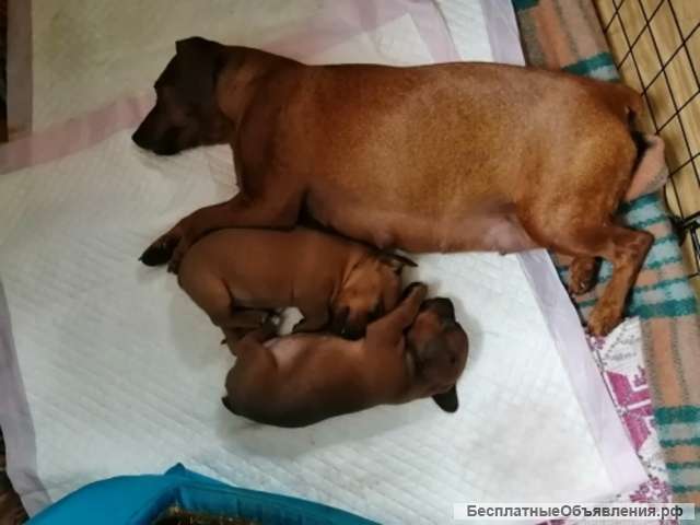 Щенят цвергпинчер