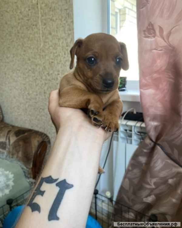 Щенят цвергпинчер