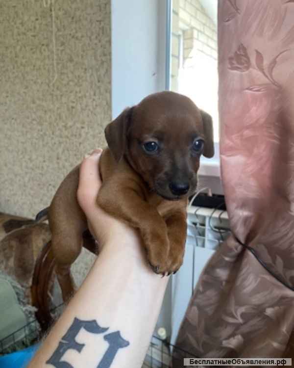 Щенят цвергпинчер