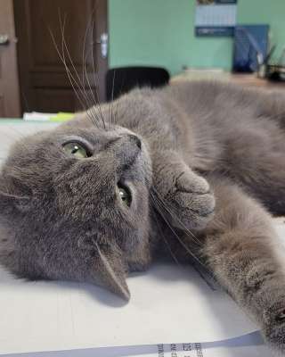 Обворожительная кошка Цилечка в добрые руки