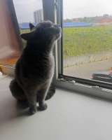 Обворожительная кошка Цилечка в добрые руки