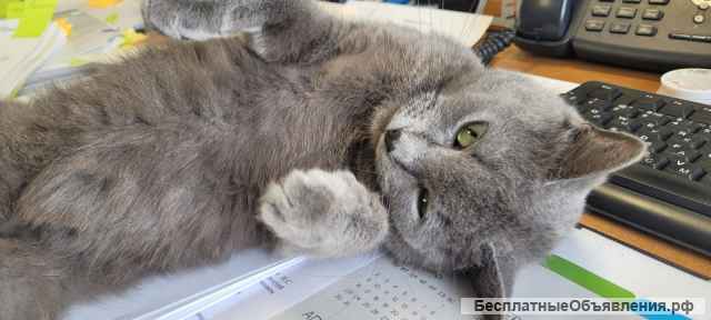 Обворожительная кошка Цилечка в добрые руки