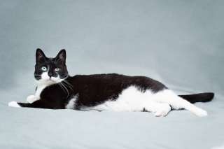 Очаровательная черно-белая кошечка Мила с сердечком на лапке ищет самых заботливых хозяев