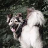 Трогательный пушистый Джей в добрые руки