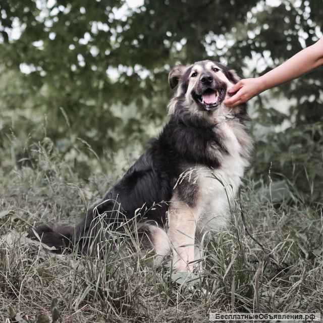 Трогательный пушистый Джей в добрые руки