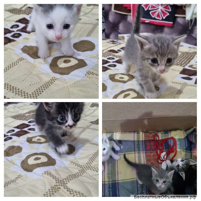 Отдам котят