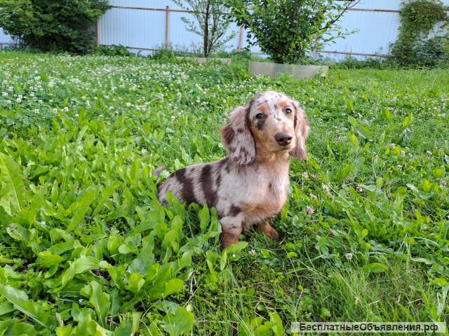Такса щенки