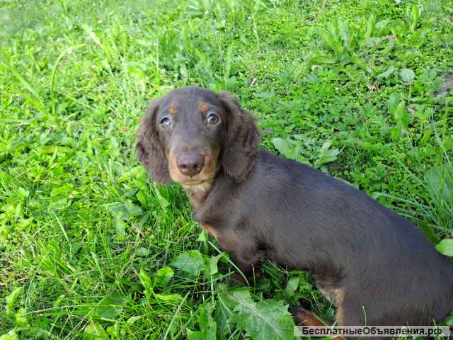 Такса щенки