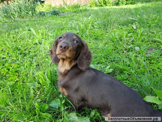 Такса щенки