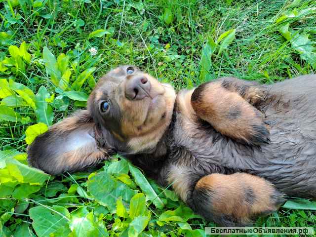 Такса щенки