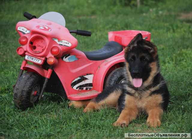 Щенки НЕмецкой овчарки