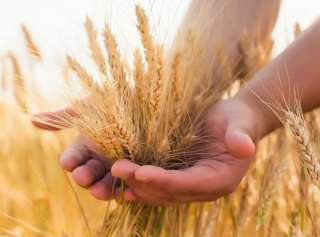 Семена озимой пшеницы, семена трав, травосмеси, СЗР