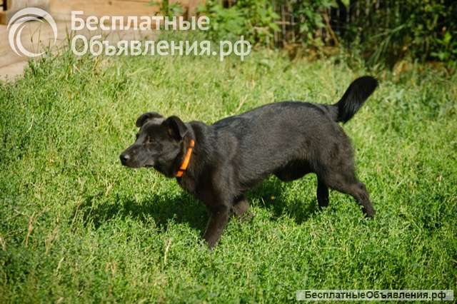 Собака Дочка в добрые руки