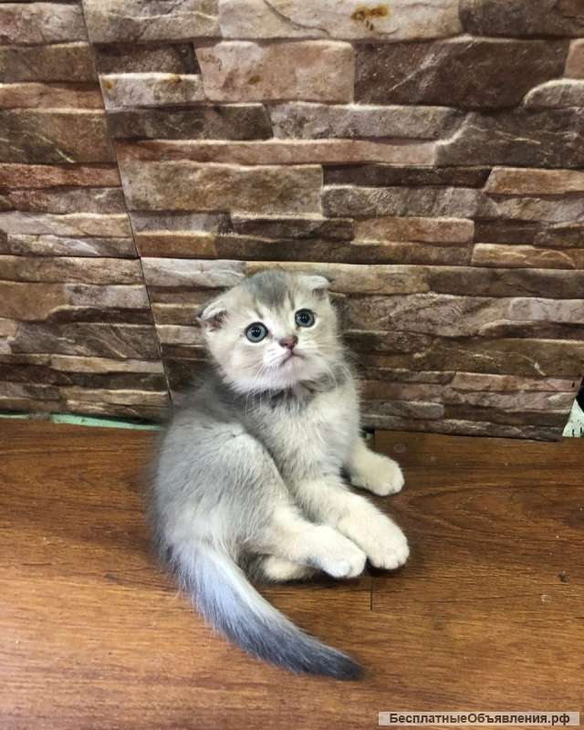 4 замечательных породистых котят одного помета