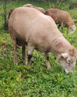 Катумские овцы и бараны