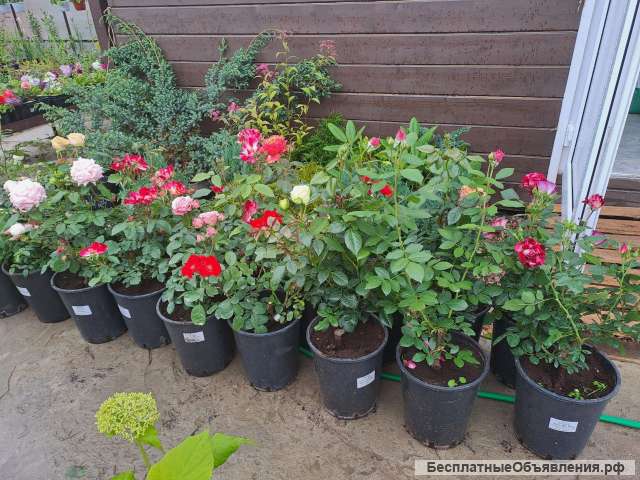 Сортовые розы