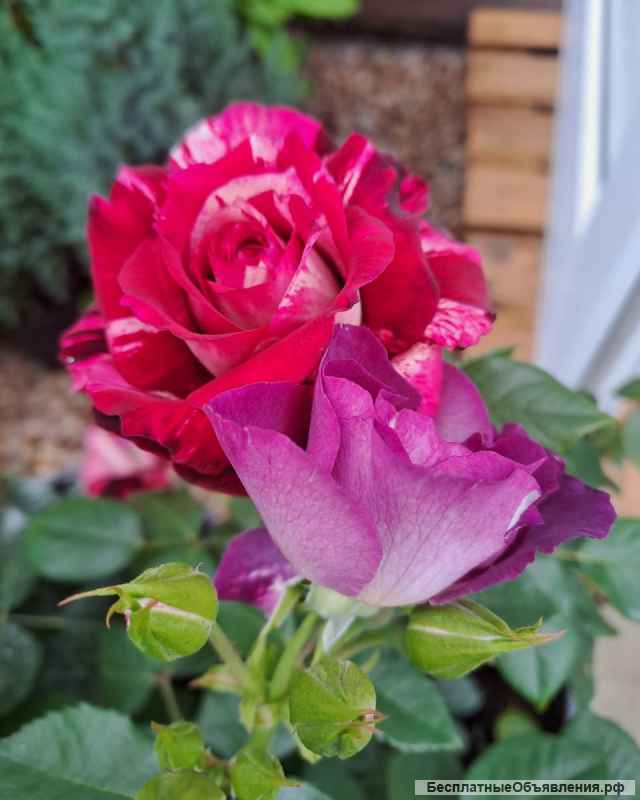 Сортовые розы