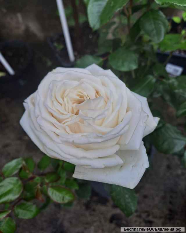 Сортовые розы